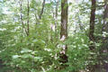 47°N 84°W preview image
