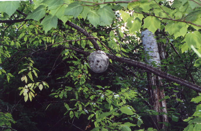 Paper wasp nest we discovered on our walk