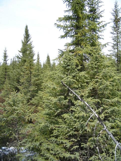 North view at CP – dense forest