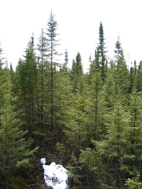 South view at CP – dense forest