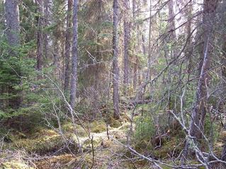 #1: Shot of the confluence itself.