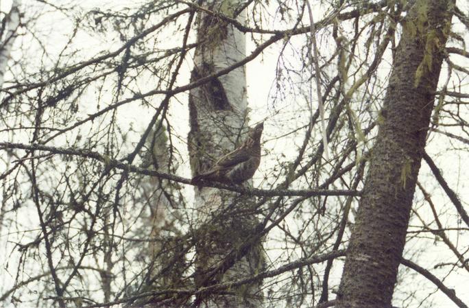 a grouse near the confluence