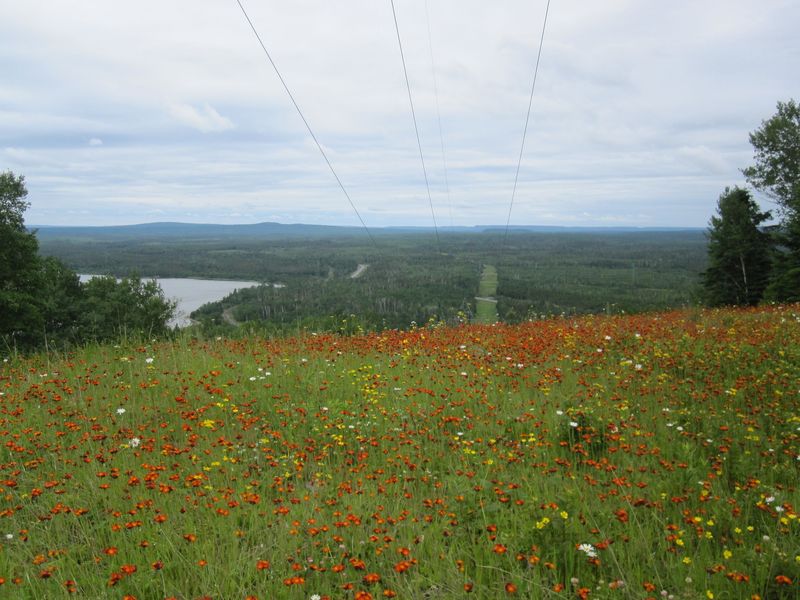 Meadow in Corridors (Road, Rail, Powerline) 