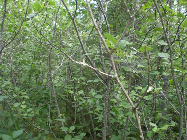 View South from Confluence