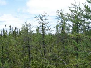 #1: General view of the area about ~ 20 metres west from the Confluence Point.