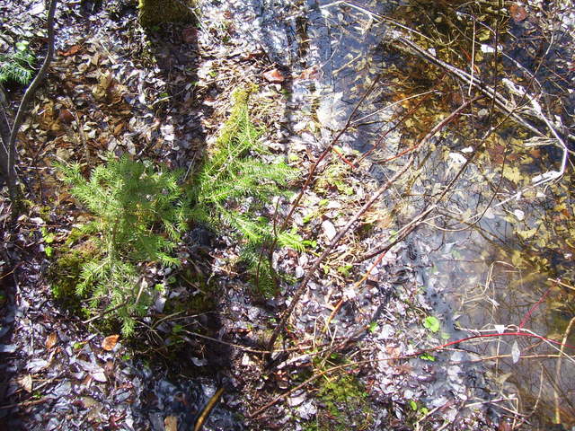 The ground at the confluence.  Sure glad we had rubber boots!