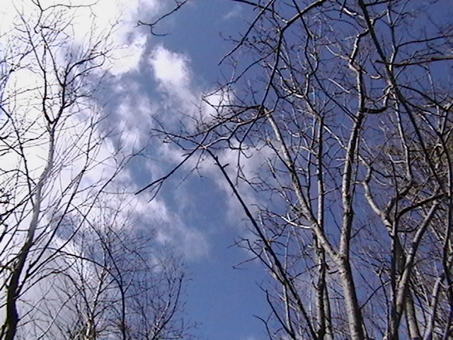 Looking up at the sky from the confluence.