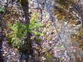 #7: The ground at the confluence.  Sure glad we had rubber boots!