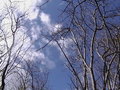 #9: Looking up at the sky from the confluence.