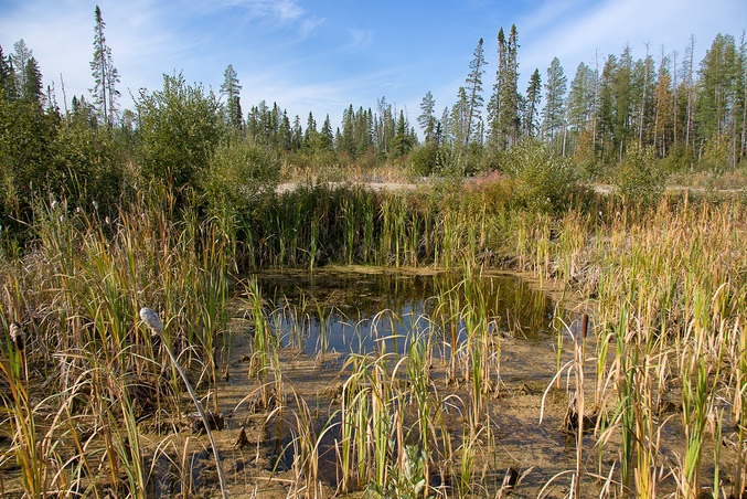 Water pit near logging road