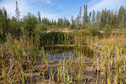 #9: Water pit near logging road