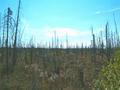 #7: A view from the confluence of the burned forest