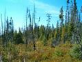 #8: Coniferous forest nearby