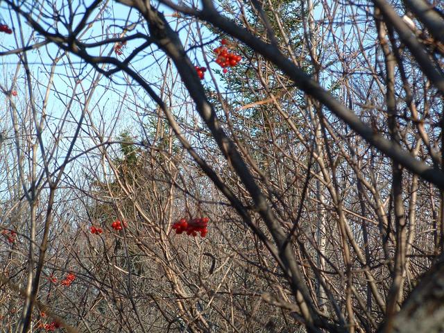 Vers l'Est mag. / Looking east