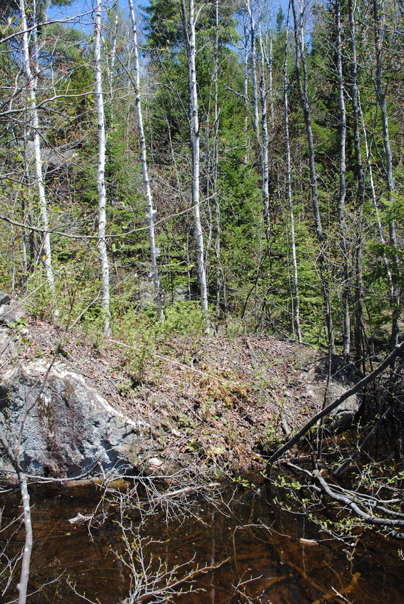 The forest close to the point