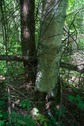 #5: The confluence point lies at the base of these two conjoined trees, of different species