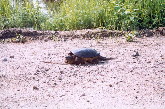 Near the confluence.  The largest tortoise which I ever saw in Quebec (almost 1 foot diameter)