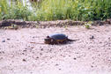 #6: Near the confluence.  The largest tortoise which I ever saw in Quebec (almost 1 foot diameter)