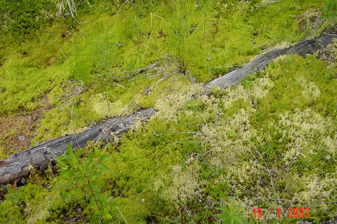 Peatland  at about 500m of the confluence