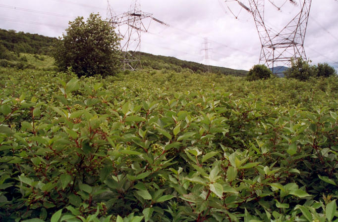 Looking east (The blueberries)