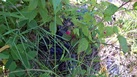 #6: Raspberry on the confluence point
