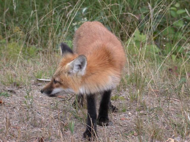 Friendly fox