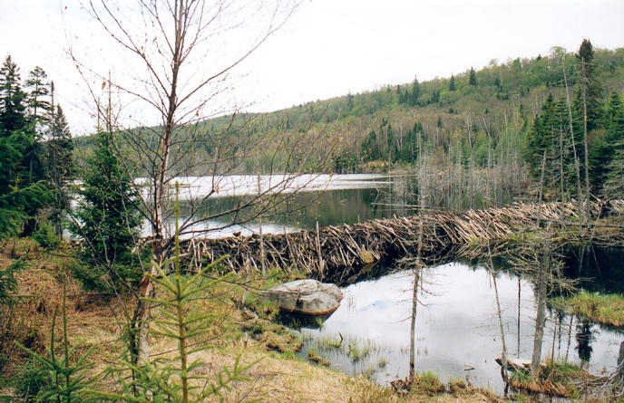 The beaver dam 1km from the confluence