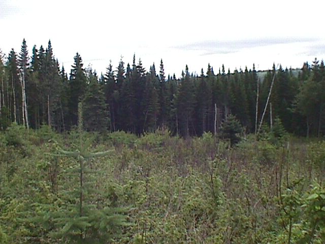 Shot of the area before entering the woods.