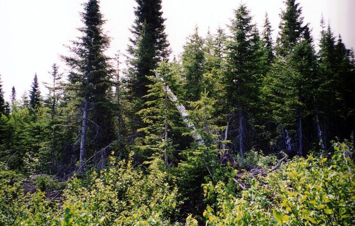 From confluence point, west view