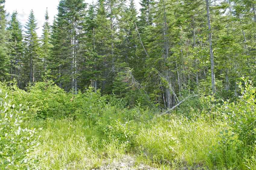 View South (from the clearing, 13 metres from the confluence point)