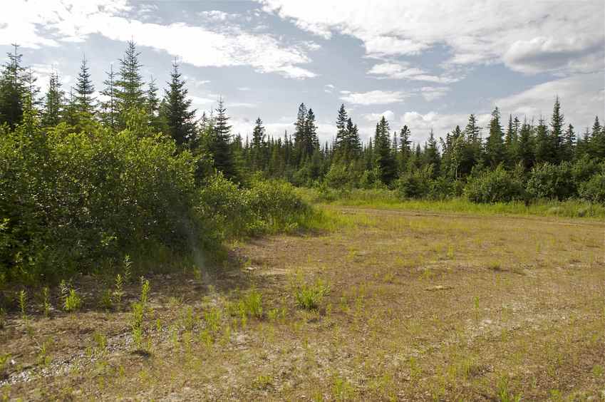 View West (from the clearing, 13 metres from the confluence point)