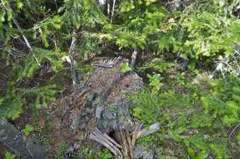 #1: The confluence point lies next to this stump, in a patch of forest next to a clearing