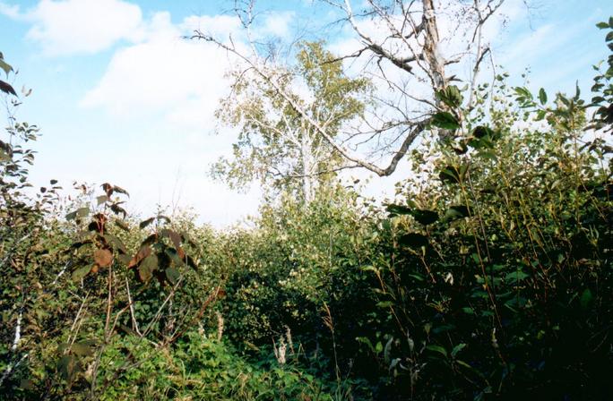 Looking north to the confluence