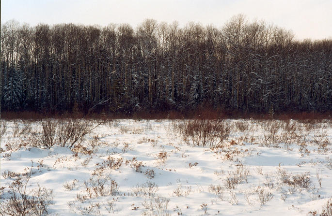 The Confluence is in That Forest