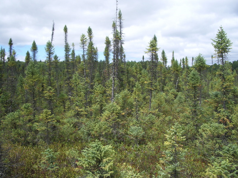 Vue vers le Nord de la confluence / View to the North side of the point