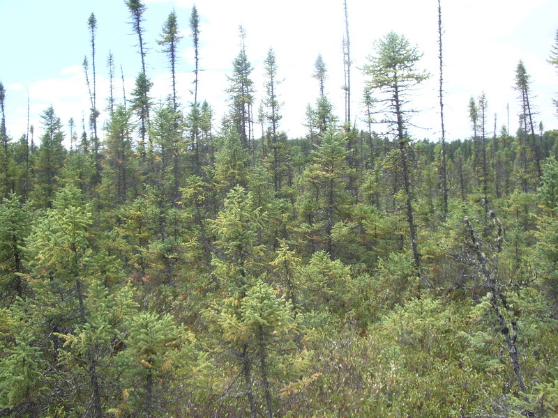 Vue vers l'Est de la confluence / View to the East side of the point 