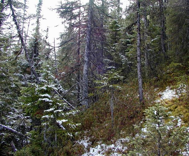 View South from Confluence