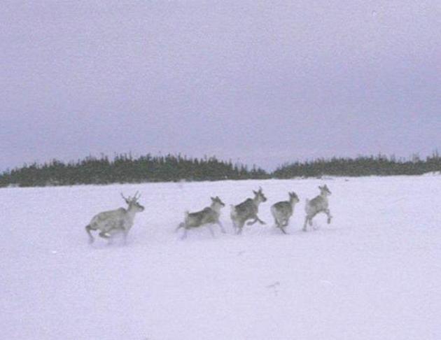 Caribous en migration - Wandering caribous