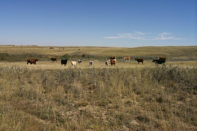 Cows in a pasture 4 km southwest of the confluence.