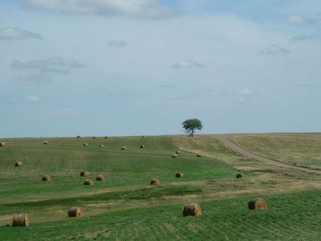 Looking East from the confluence (tree and road located on U.S. side of border)