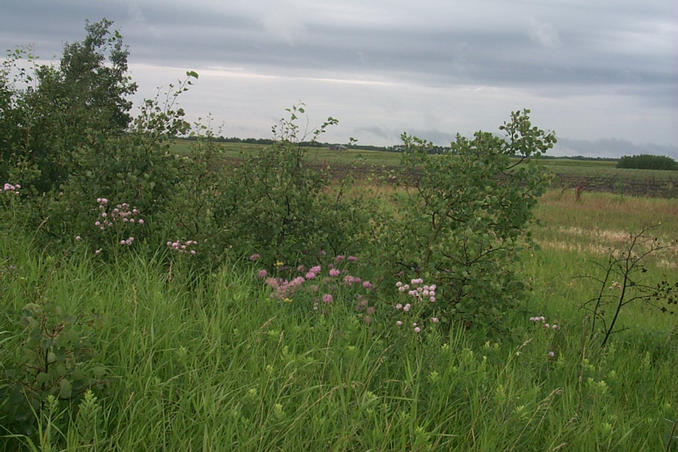 Looking northwest.  Wildflowers near our van.