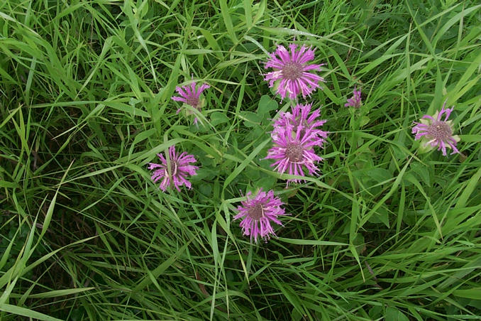 Close-up of wildflowers.