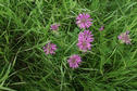 #9: Close-up of wildflowers.