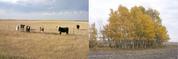 #9: Cows on the wrong side of the fence and autumn trees in the field near the confluence.