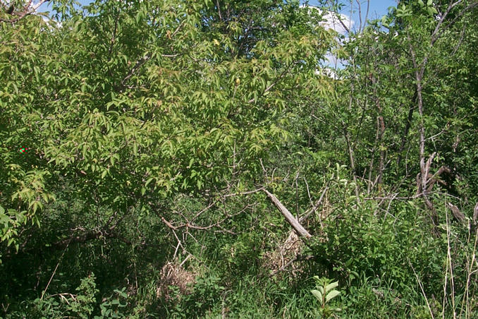 Looking East from the confluence