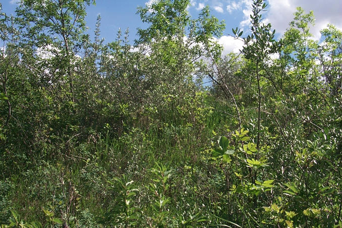 Looking South from the confluence