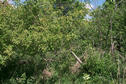 #2: Looking East from the confluence