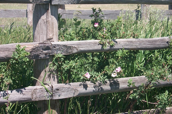 Wild roses growing by corral fence.