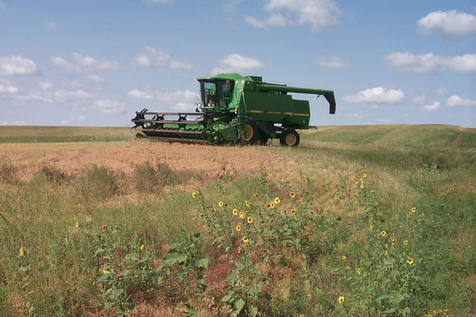 Ready and waiting for the harvest.