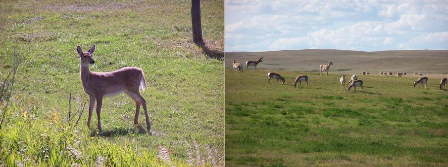 "Home, home on the range, where the deer and the antelope play."
